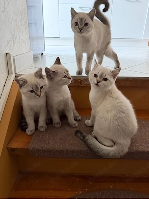 Reinrassige BKH Kitten