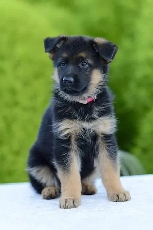 Deutsche-Schäferhund-Welpen suchen liebevolle Familien