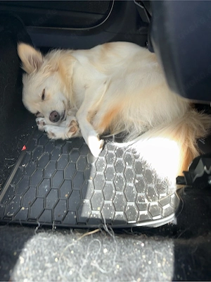 Pomeranian spitz mix mädel 