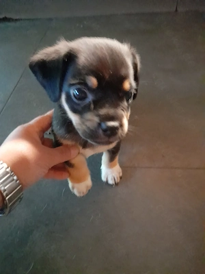 Jack Russell Mix Welpe