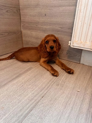 Cocker Spaniel weiblich 