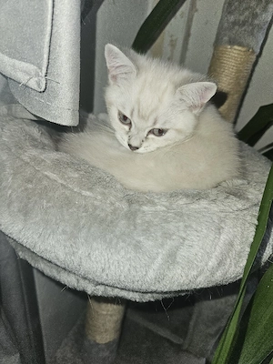 Katze Bkh.