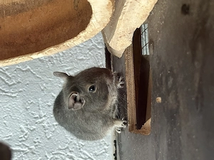 Degu Männchen 2 Jahre sucht neues Zuhause