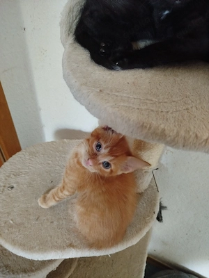 kitten zu verkaufen 