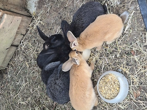 Junge Stallhase Kaninchen 