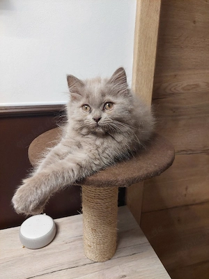 Reinrassige bkh und blh kitten 