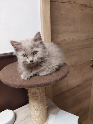 Bkh und blh kitten 