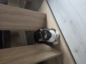 Junge Katze sucht dringend ein liebevolles Zuhause 