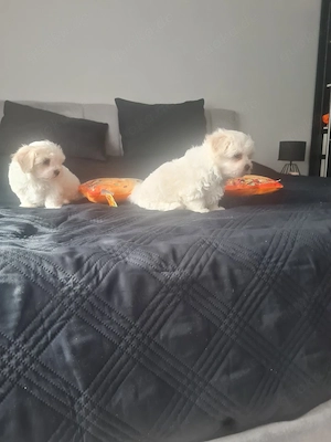 Malteser Welpen suchen einen Neuen Zuhause 