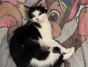 Katze sucht ein liebesvolles Zuhause 