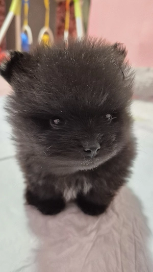 pomeranian rüde