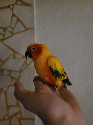sonnenvogel