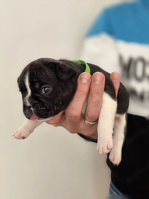 Französische Bulldoggen Welpen   Mit viel Liebe aufgewachsen   