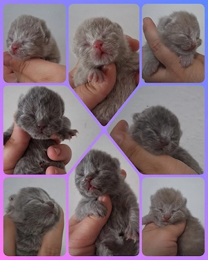 BKH Babys Lilac & Blau Britisch Kurzhaar 
