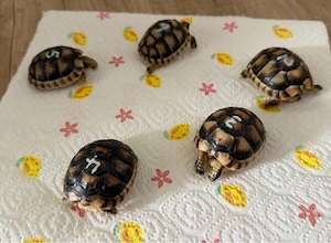 Schildkröten Breitrand Landschildkröten von August 2026 Babys