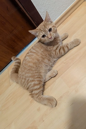 Zuckersüßes rotes BKH-Mix Kitten (Kater) sucht ein liebevolles Zuhause!   