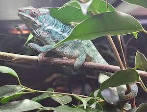 1.0 Furcifer pardalis   Pantherchamäleon - Chamäleon Nosy be zu verkaufen.