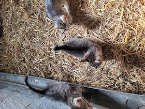 3 Katerchen suchen ein Zuhause