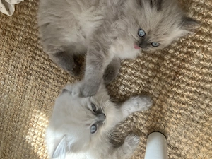 *** Kitten*** Langhaar , BKH, Perser, heilige Birma
