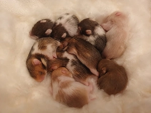 Jungtiere Goldhamster Babys Teddyhamster vanille gold