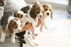Beagle Welpen 