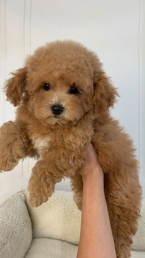 Maltipoo-Welpe 
