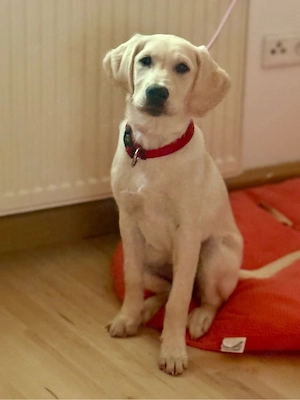 Labrador Hündin 4 Monate