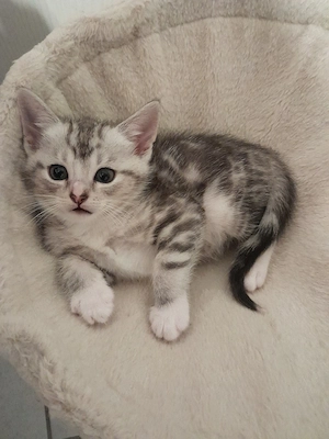BKH Baby Katzen MIX zu verkaufen  Bild 4
