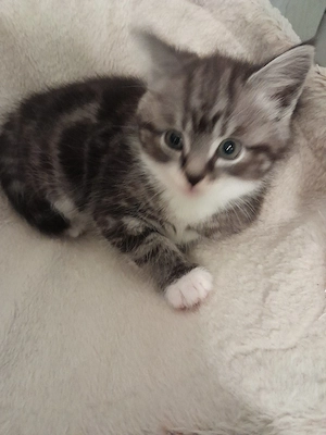 BKH Baby Katzen MIX zu verkaufen  Bild 2