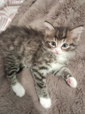 BKH Baby Katzen MIX zu verkaufen  Bild 3