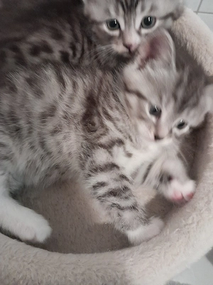 BKH Baby Katzen MIX zu verkaufen  Bild 5