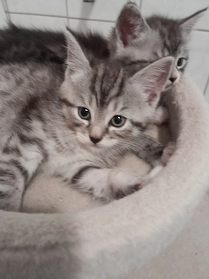 BKH Baby Katzen MIX zu verkaufen 