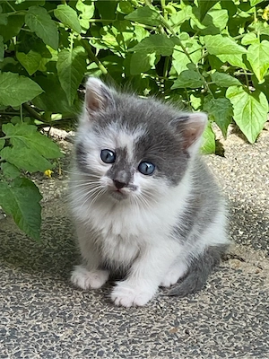 Baby katze (W)