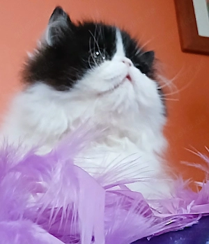 Perserkater