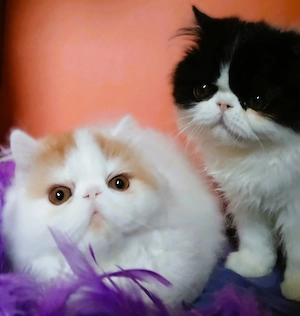 Perserkater