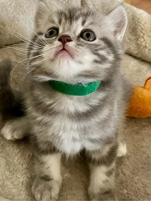 Britisch Kurzhaar Silver Tabby Männchen