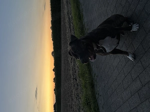 Staffi sucht Traumheimat