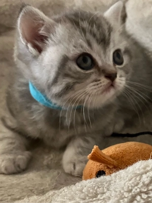Britisch Kurzhaar Silver Tabby Weibchen