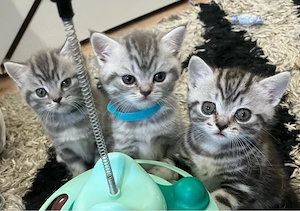 Britisch Kurzhaar Kitten BKH