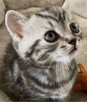 Britisch Kurzhaar Black Silver Tabby Männchen