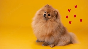 Hund dringend abzugeben? wir suchen!:)
