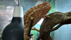Pantherchamäelon Männchen & Weibchen zur Abgabe
