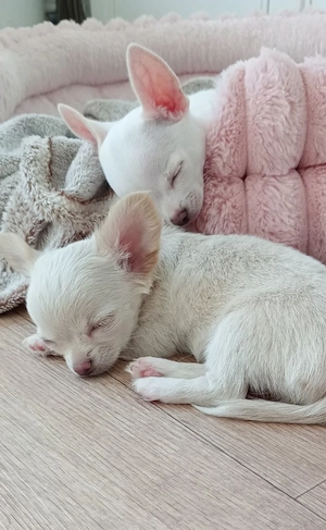 Reinrassige Chihuahua Welpen 