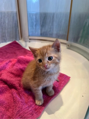 Kleiner roter Kater in gute Hände abzugeben