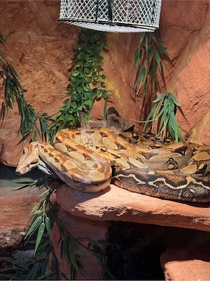 0.02 Boa constrictor imperator