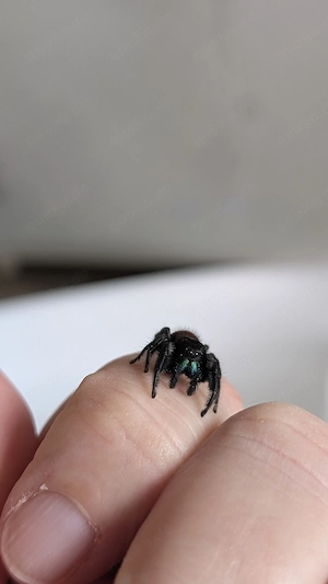 Phidippus texanus Männchen 