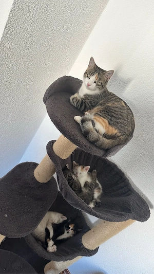 Süße Kätzchen suchen ein liebevolles Zuhause