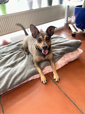 reinrassige Zwerkpinscher-Hündin