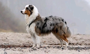 Traumbursche gesucht? Liebevoller & bestens erzogener Australian Shepherd Rüde sucht sein zuhause