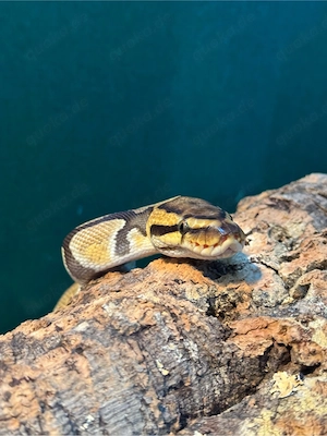 Schlangen abzugeben Boas, Königspython, Kornnattern
